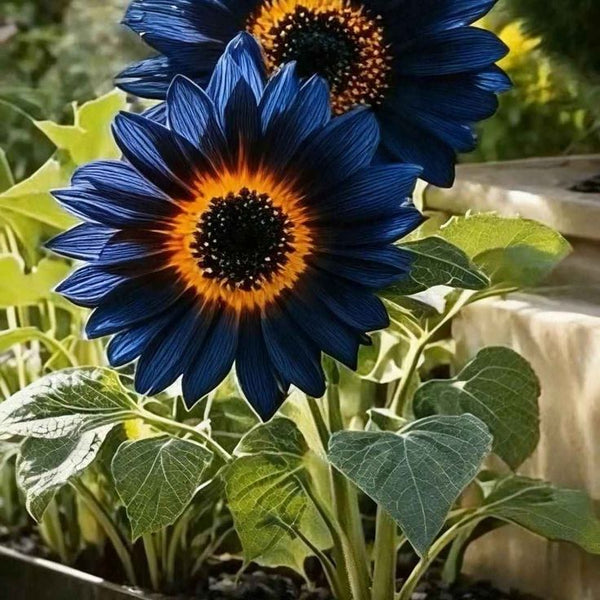 Blue Flame Sunflower Seeds + 100 Grams Organic Pot Mix Free