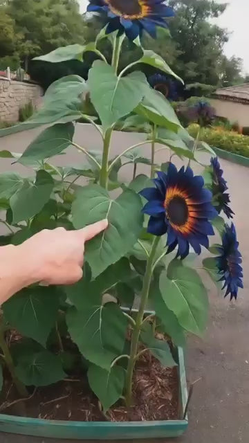 Blue Flame Sunflower Seeds + 100 Grams Organic Pot Mix Free
